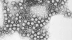 Kalciviromi u mačaka: lakše je upozoriti nego za liječenje